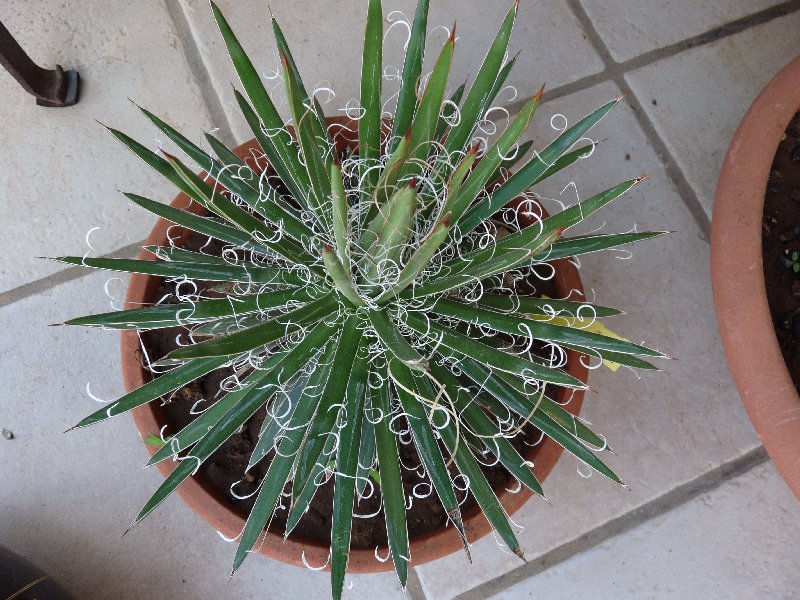 Agave leopoldii 