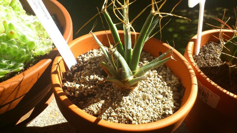 Leuchtenbergia principis 