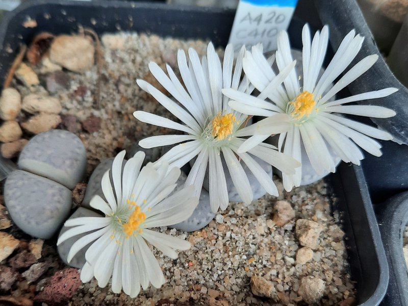 lithops amicorum