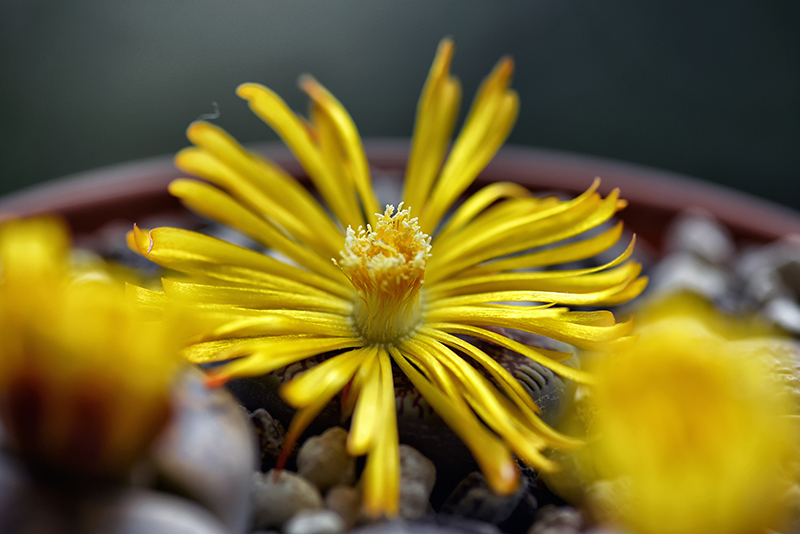 lithops aucampiae