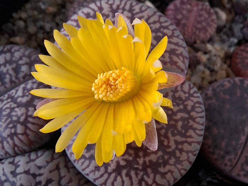 lithops aucampiae ssp. euniceae var. fluminalis