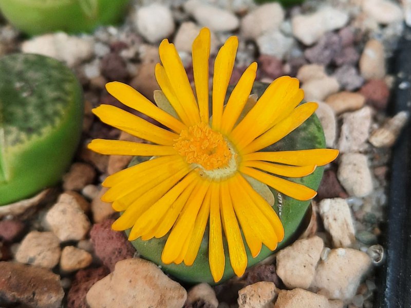 lithops bromfieldii var. sulphurea