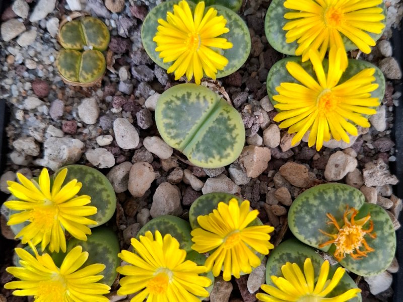 lithops bromfieldii f. sulphurea