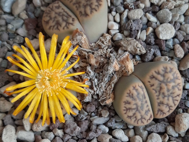 lithops bromfieldii var. mennellii