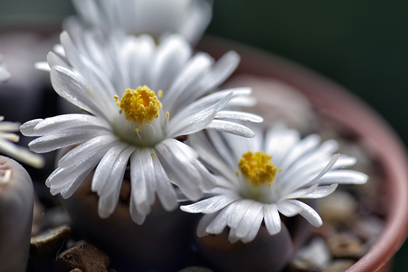 lithops gracilidelineata