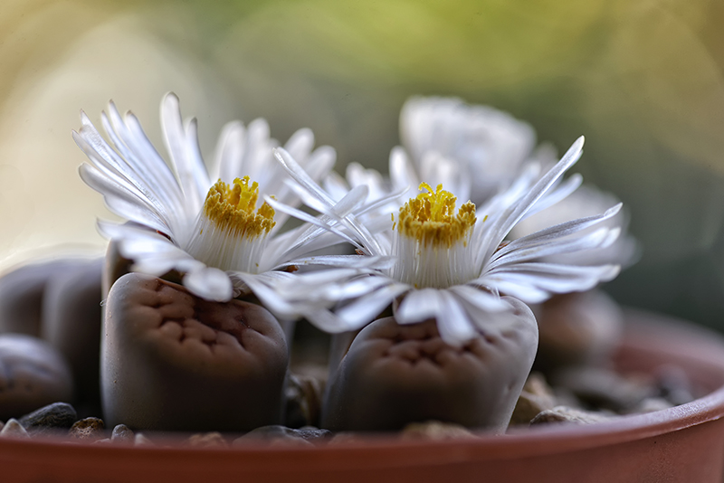 Lithops gracilidelineata 