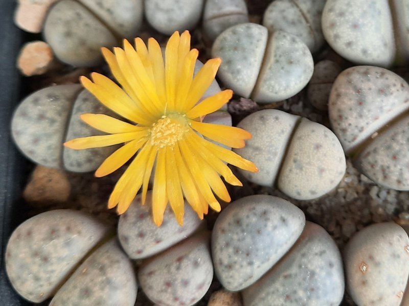 lithops dinteri ssp. frederici