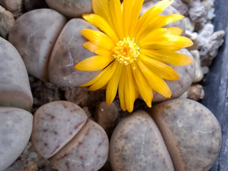 lithops dinteri ssp. frederici