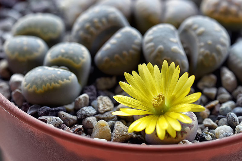 lithops dorotheae