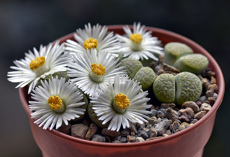 lithops fulviceps f. aurea