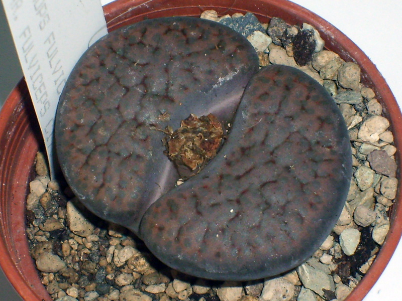 Lithops fulviceps C 170