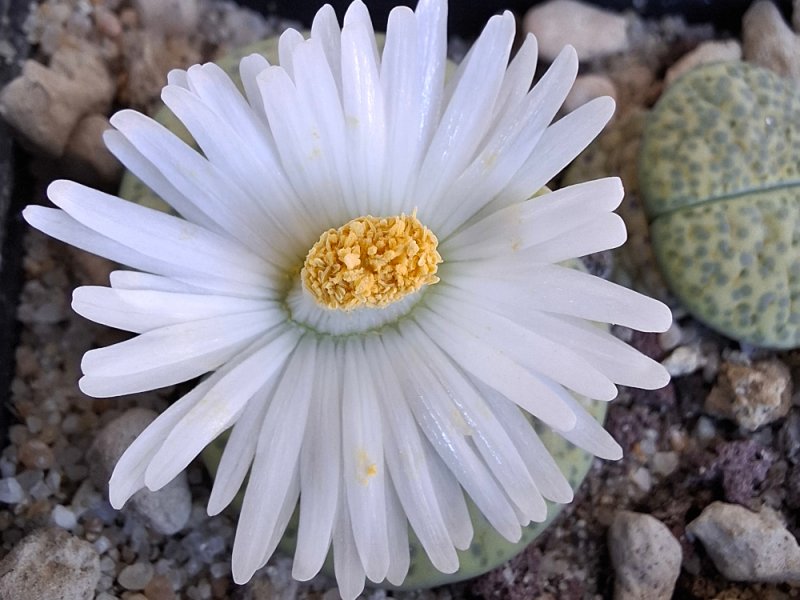 lithops fulviceps f. aurea