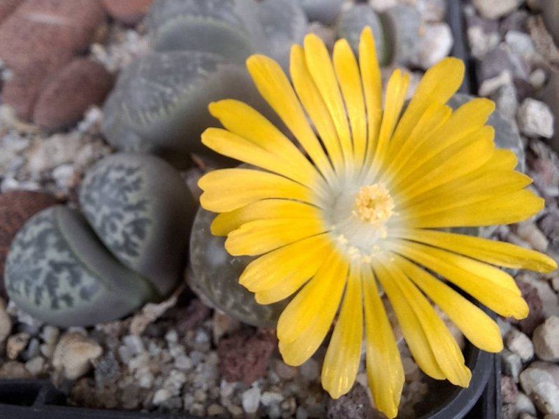 lithops helmutii