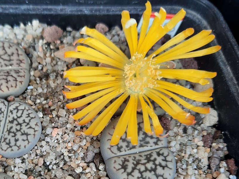 lithops hookeri v. susannae