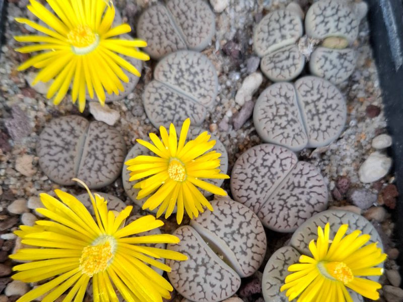 lithops hookeri v. susannae