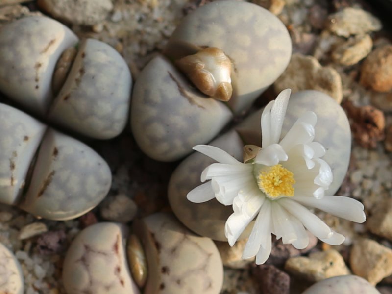 lithops julii