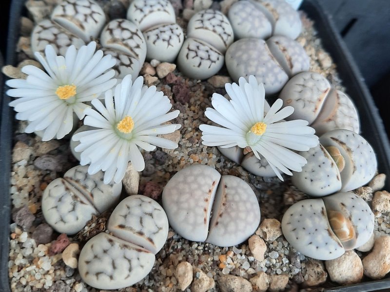 lithops julii 'chrysocephala'