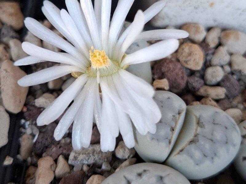 lithops julii ssp. julii (*chrysocephala)