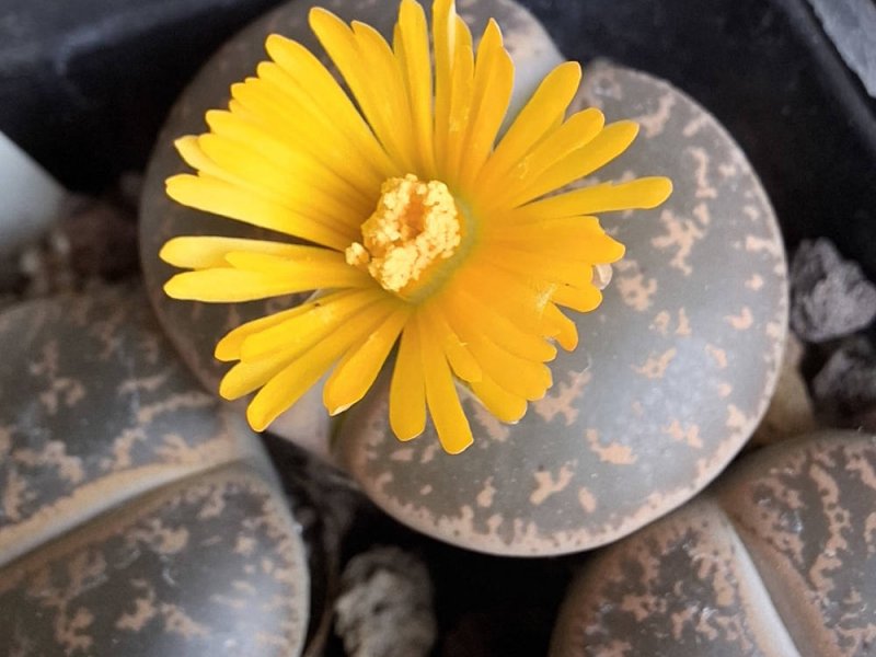 lithops lesliei ssp. lesliei var. lesliei