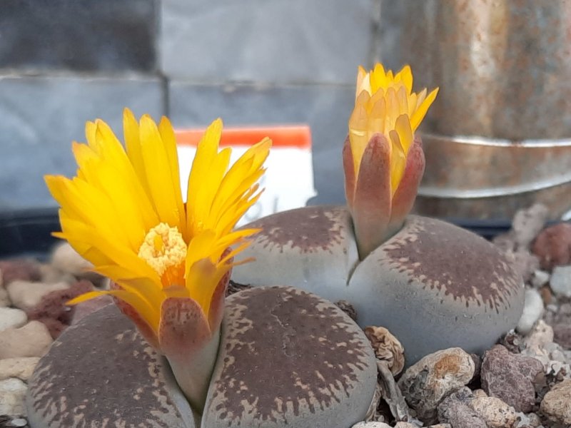 lithops lesliei var. venteri