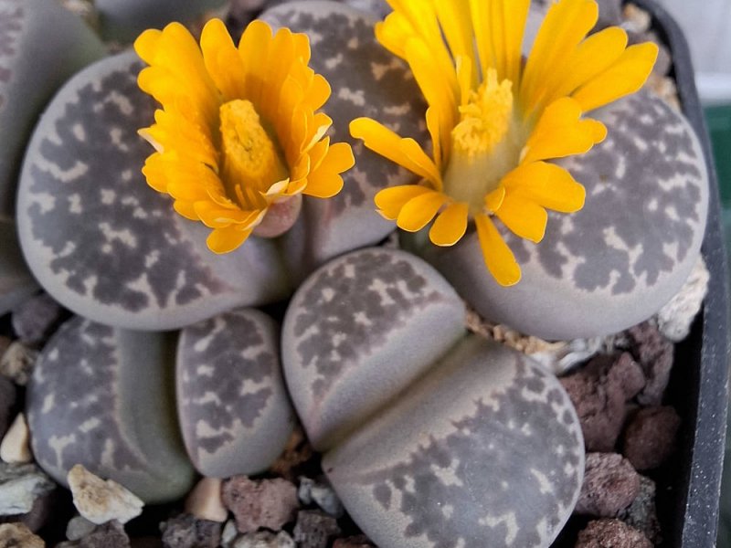 lithops naureeniae