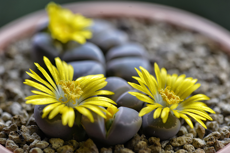 lithops olivacea v. nebrownii