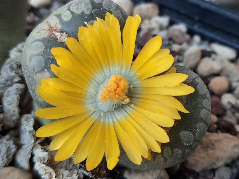 lithops otzeniana