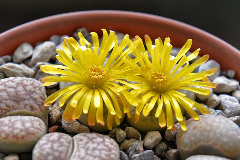 Lithops pseudotruncatella 