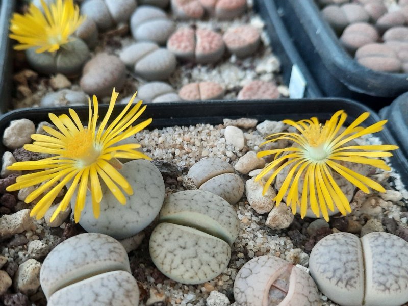 Lithops pseudotruncatella C067