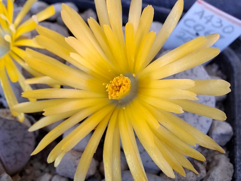 lithops pseudotruncatella