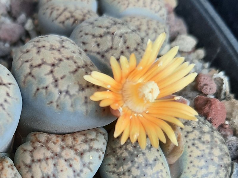 lithops verruculosa