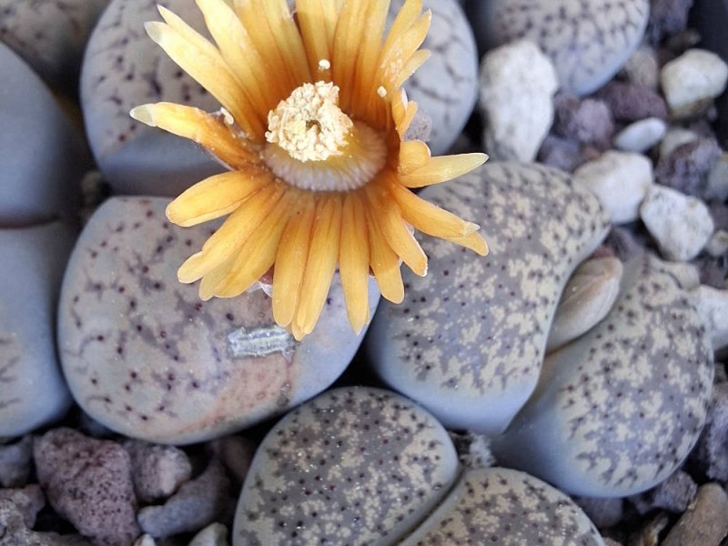 lithops verruculosa