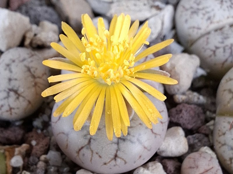 lithops werneri