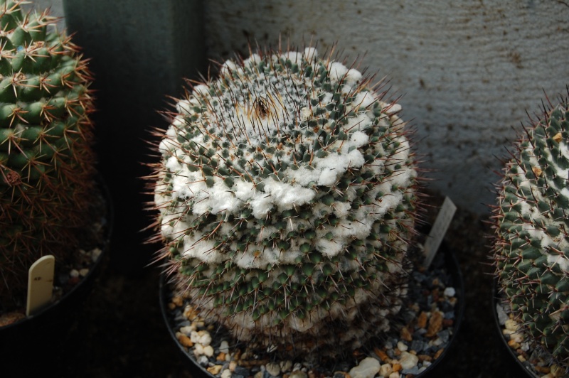 Mammillaria lloydii 