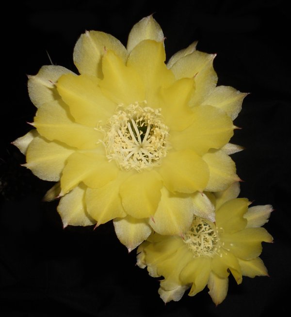 Lobivia aurea v. shaferi 