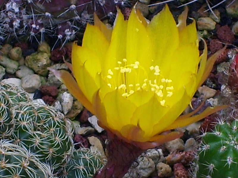 Lobivia arachnacantha 