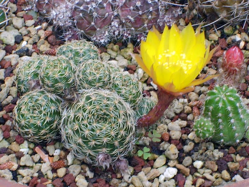 Lobivia arachnacantha 