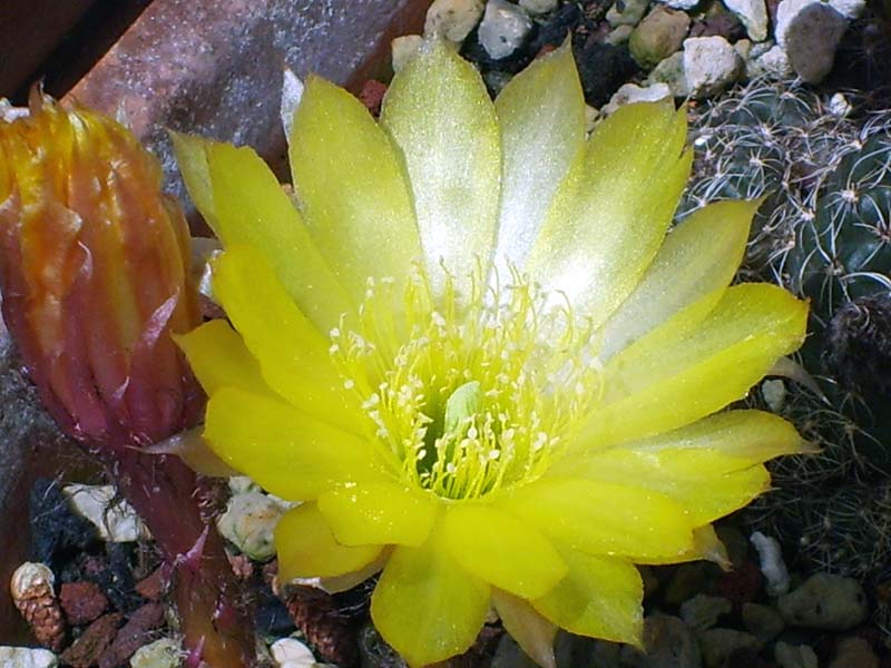 Lobivia arachnacantha 