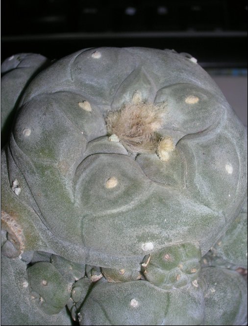 Lophophora williamsii v. caespitosa 