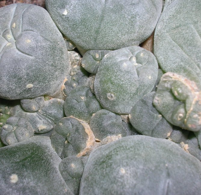 Lophophora williamsii v. caespitosa 