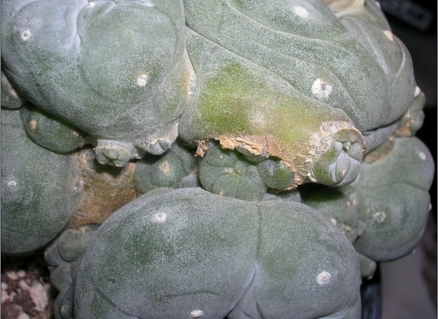 Lophophora williamsii v. caespitosa 