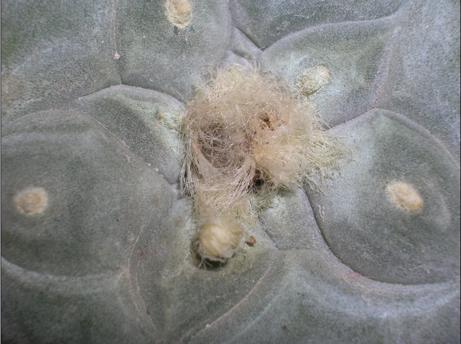 Lophophora williamsii v. caespitosa 