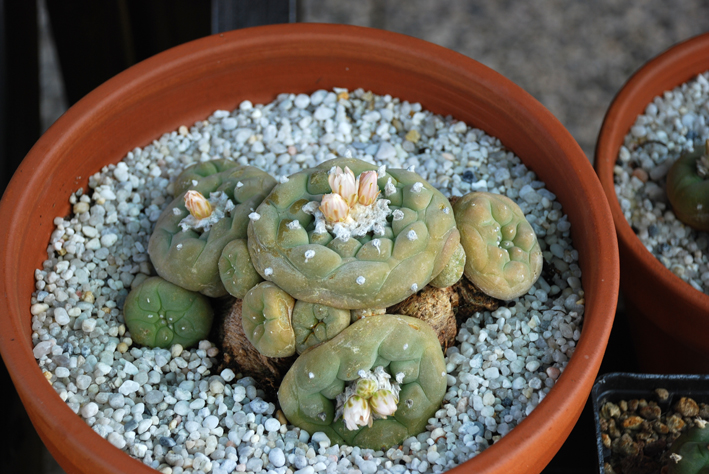 Lophophora diffusa 