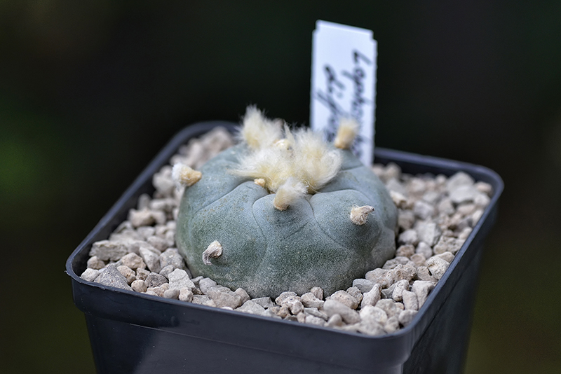 Lophophora diffusa 