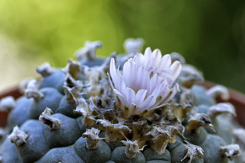 Lophophora williamsii 