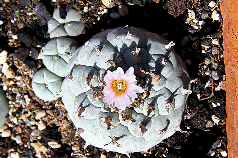 Lophophora williamsii 