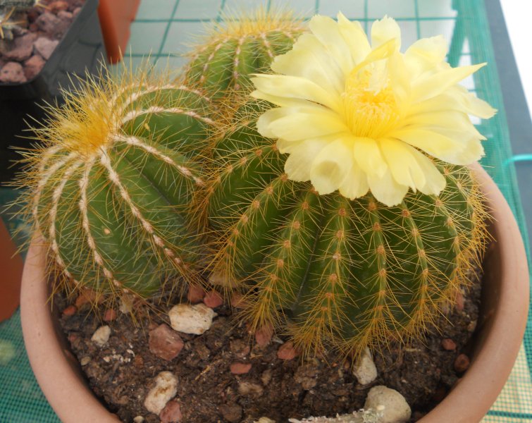 Parodia magnifica 