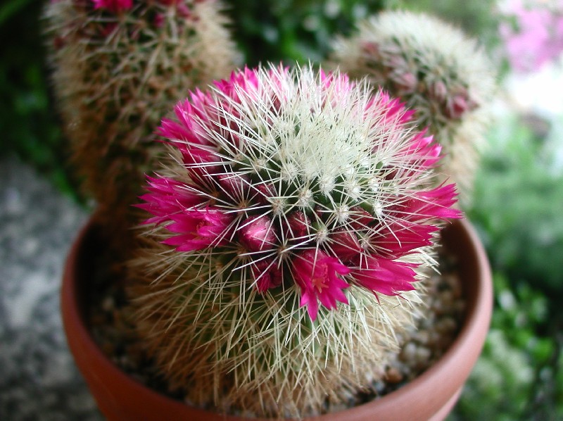 Mammillaria spinosissima 