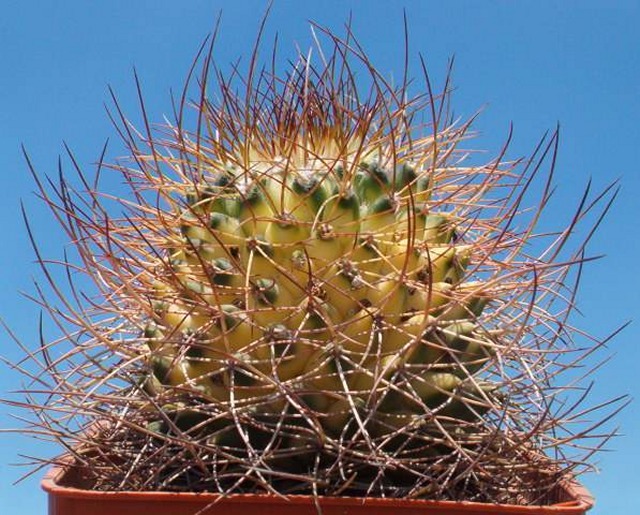 Mammillaria polythele 