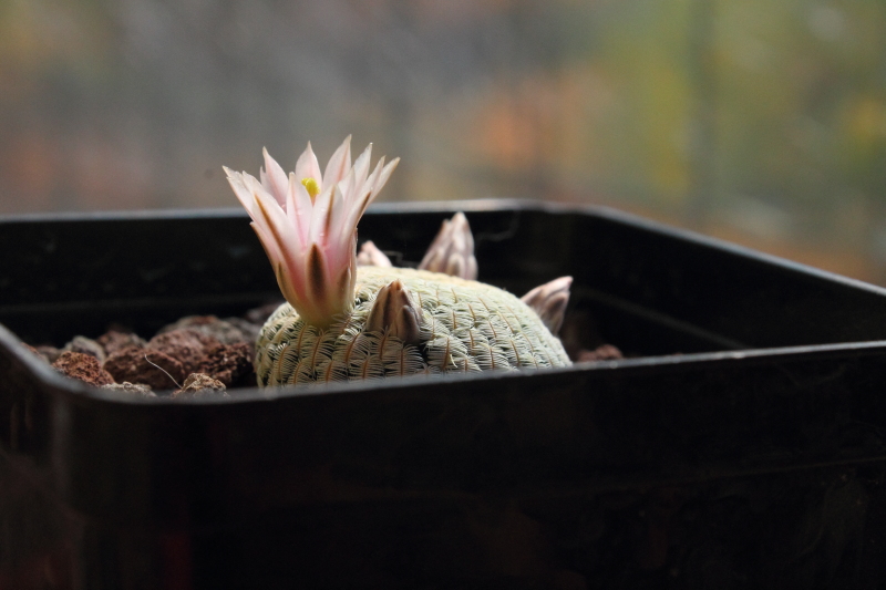 Mammillaria pectinifera 